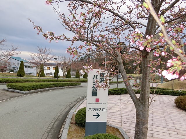 東沢バラ公園のさくら